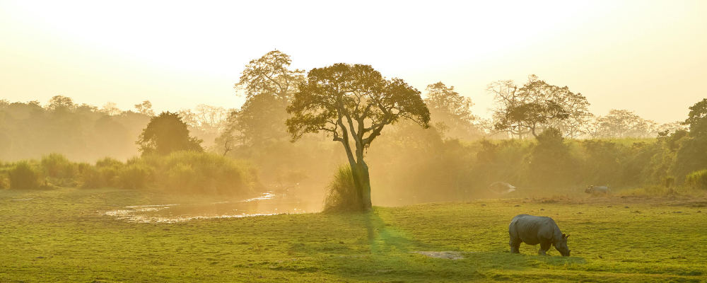 Assam Tour Package