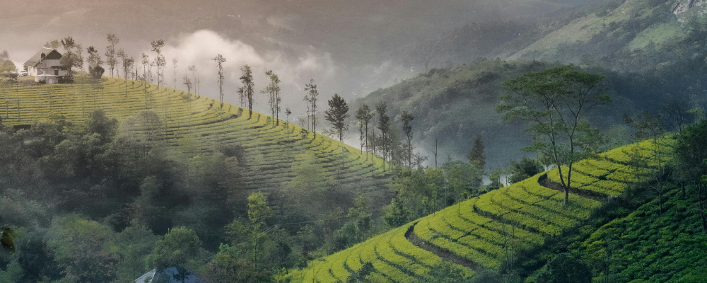 Kerala Tour Package